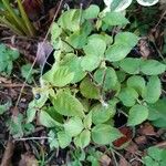 Rubus vestitus Blatt