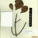 Clusia obovata Otro