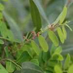 Phyllanthus casticum Lorea