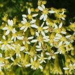 Hubertia ambavilla 花