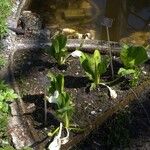 Lysichiton americanus Levél