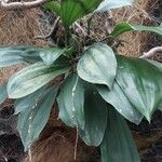 Coelogyne imbricata 葉