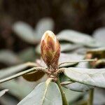 Rhododendron praevernum Sonstige