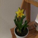Narcissus pseudonarcissus Blomma
