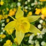 Aquilegia chrysantha Flower