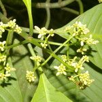 Psychotria panamensis Habit