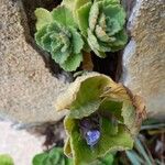 Plectranthus amboinicus Other