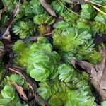 Salvinia molesta Leaf