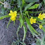 Ranunculus alismifolius Habit