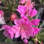 Lewisia longipetala ᱵᱟᱦᱟ