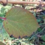 Poliothyrsis sinensis Oliv.Leaf