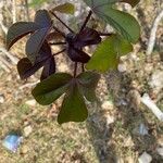 Jatropha gossypiifolia Blad