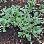 Antennaria parvifolia Leaf