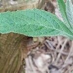 Buddleja nivea Hoja
