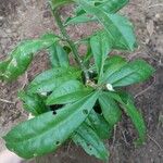 Pereskia aculeata Leaf