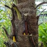 Trachycarpus fortunei Bark