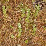 Sideritis romana Plante entière