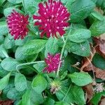 Knautia macedonica Агульны выгляд