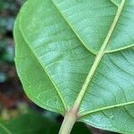 Conceveiba guianensis Leaf