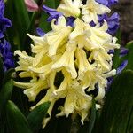 Hyacinthus orientalis Õis