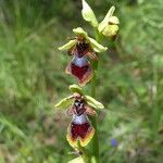 Ophrys insectifera Fula