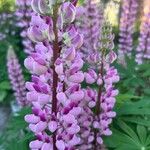 Lupinus × regalisLorea