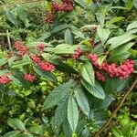 Cotoneaster salicifoliusFruit