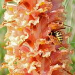 Orobanche elatior Floare