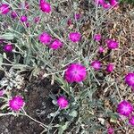 Silene coronariaFlower