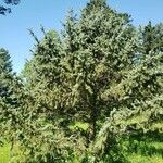 Picea asperata Pokrój