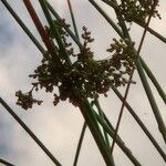 Juncus effusus Drugo