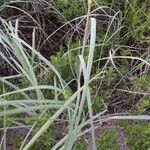 Uniola paniculata Лист