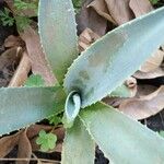 Agave guiengola Blad