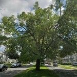 Celtis occidentalis Plante entière