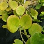 Hoya obovata Leaf