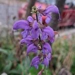 Salvia × sylvestrisFlor