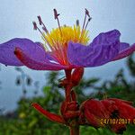 Clappertonia ficifolia Blüte
