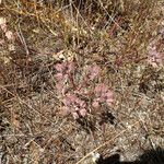 Lomatium dasycarpum Хабит