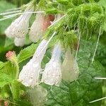 Symphytum grandiflorum Flower