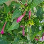 Mirabilis jalapa Flower