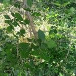 Ulmus pumila Leaf