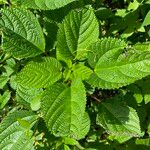 Laportea aestuans Leaf