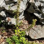 Teucrium flavum Blatt