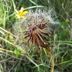 Leontodon tuberosus Fruto