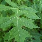 Polymnia canadensis Leaf