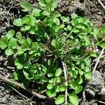 Cardamine hirsuta Habit