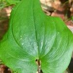 Maianthemum bifolium Лист