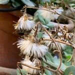 Kleinia fulgens Fruit