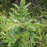 Vachellia nilotica Leaf