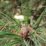 Pinus ponderosa ഇല